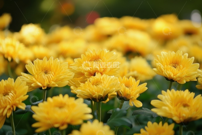 高清大图下载【趣麦麦图】美丽盛开的菊花花田