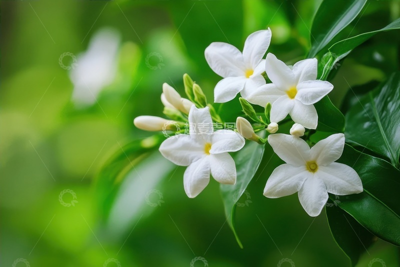 高清大图下载【趣麦麦图】盛开的小白花花卉