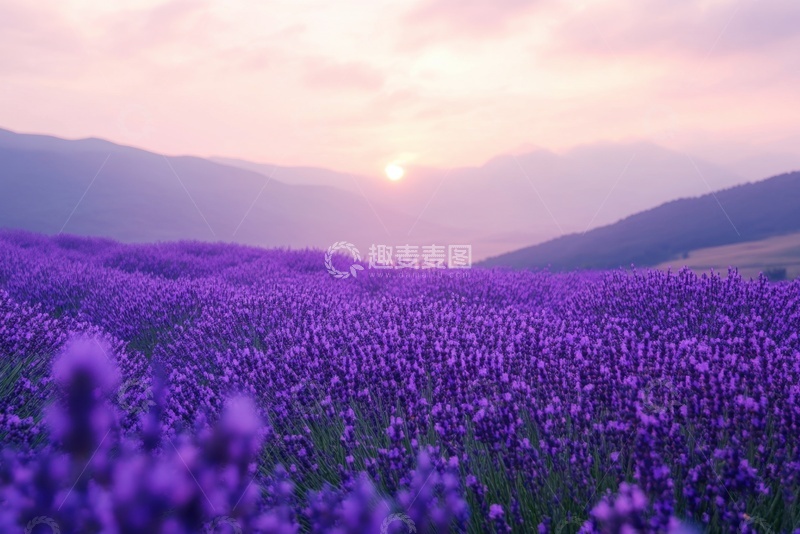高清大图下载【趣麦麦图】-一片紫色的薰衣草花田
