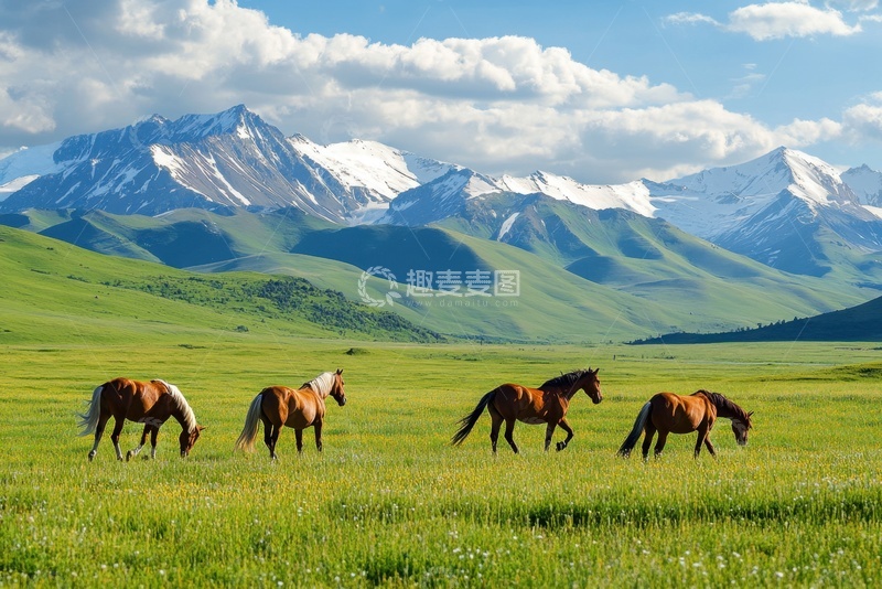 高清大图下载【趣麦麦图】大草原上的棕色马匹