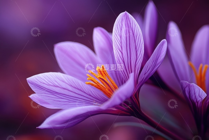 高清大图下载【趣麦麦图】-盛开的紫色兰花花卉