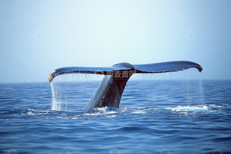 高清大图下载【趣麦麦图】大海里的鲸尾特写摄影