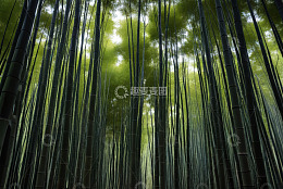 茂密竹林自然景观