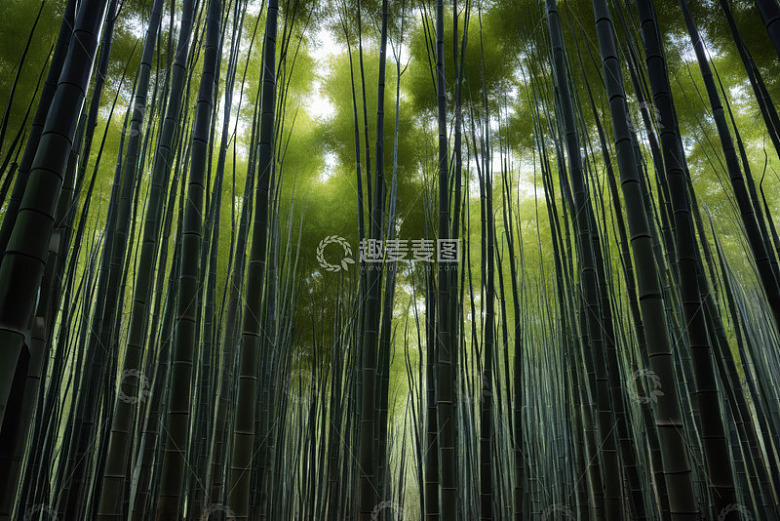 茂密竹林自然景观