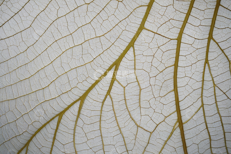 高清大图下载【趣麦麦图】叶脉纹理微距特写