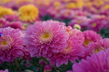 盛开的玫红色菊花花卉