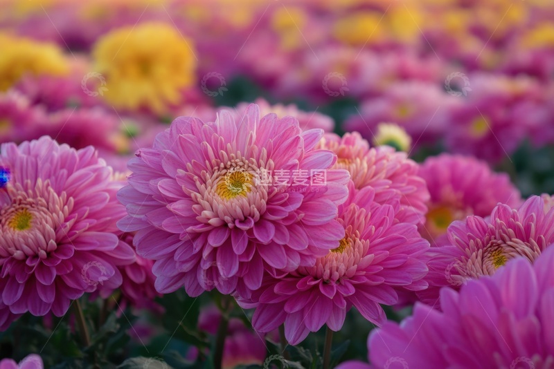 高清大图下载【趣麦麦图】盛开的玫红色菊花花卉