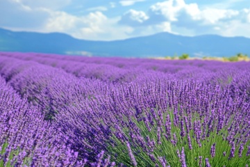 一大片紫色的薰衣草花田