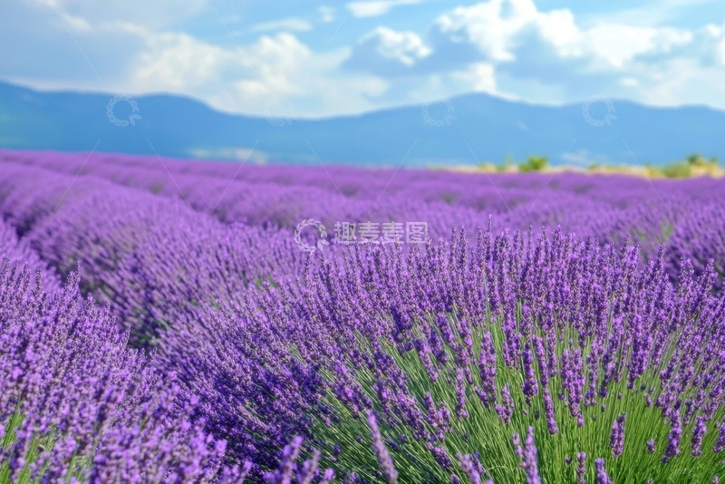 高清大图下载【趣麦麦图】一大片紫色的薰衣草花田