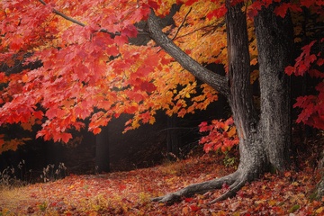 大山里的枫树落叶