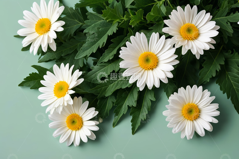高清大图下载【趣麦麦图】绿色背景上的白色雏菊和绿叶