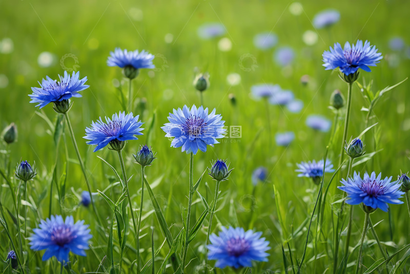 高清大图下载【趣麦麦图】蓝花盛开的绿色草地