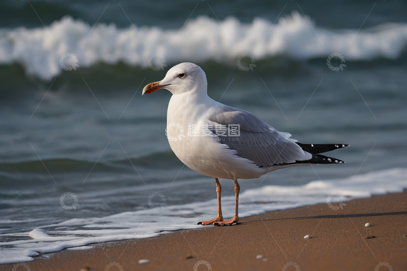 高清大图下载【趣麦麦图】海滩上站立的海鸥