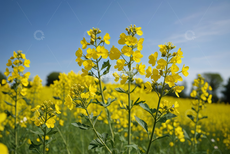 高清大图下载【趣麦麦图】黄色油菜花田自然风景