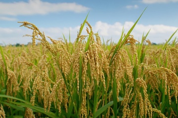 稻田农田稻谷摄影