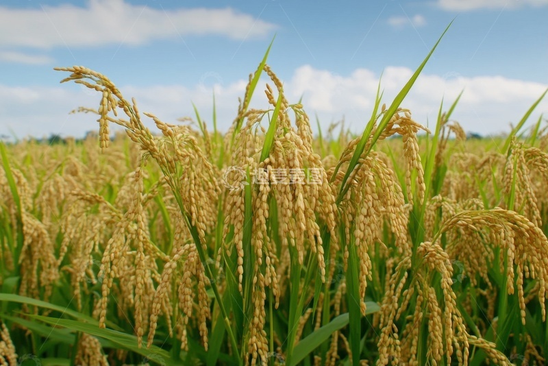 高清大图下载【趣麦麦图】稻田农田稻谷摄影