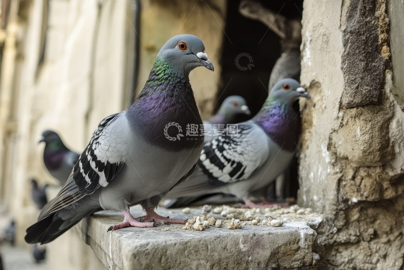 高清大图下载【趣麦麦图】窗台上站立的一只灰鸽子