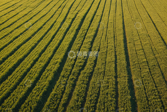 航拍整齐排列的绿色农田