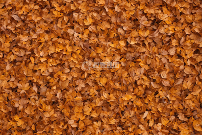 高清大图下载【趣麦麦图】地面覆盖的秋季枯黄落叶