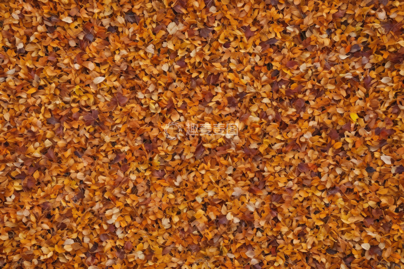 高清大图下载【趣麦麦图】户外秋季散落的斑斓树叶