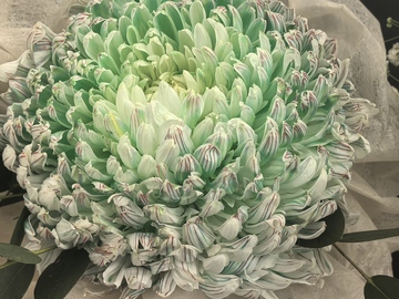 绿意盎然花卉特写摄影图片