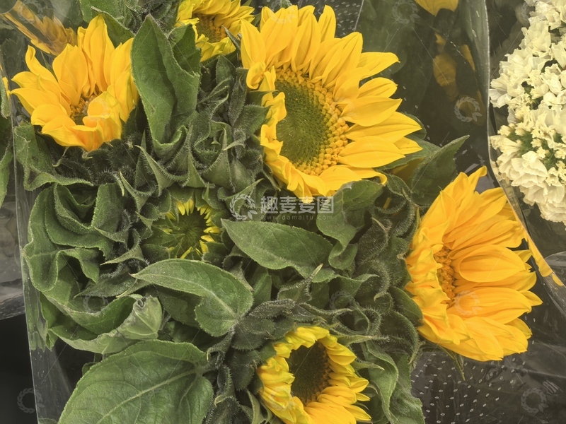 高清大图下载【趣麦麦图】鲜艳向日葵花束摄影图片