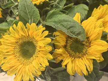 鲜艳向日葵特写摄影图