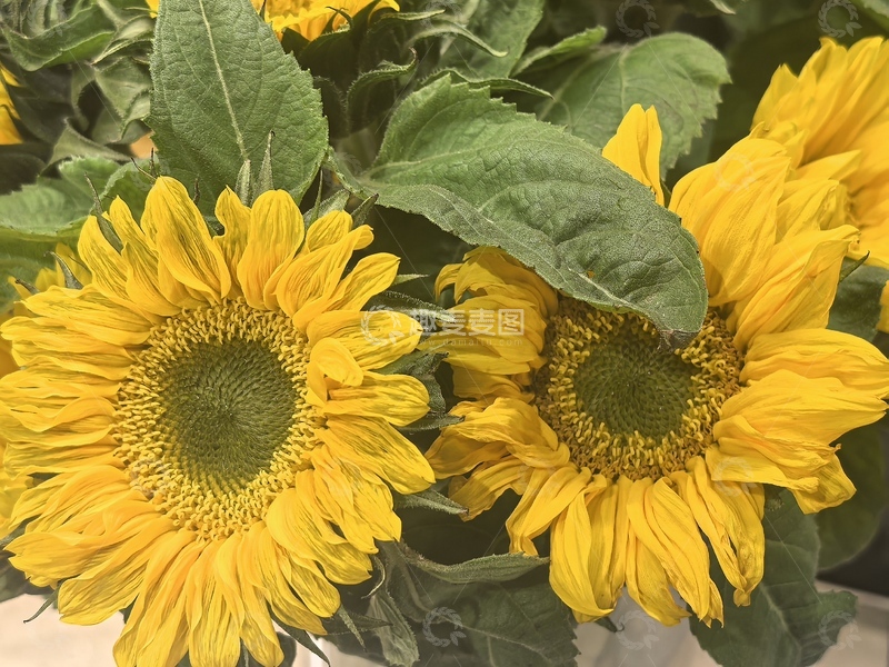高清大图下载【趣麦麦图】鲜艳向日葵特写摄影图