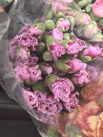 紫色芍药花束特写摄影