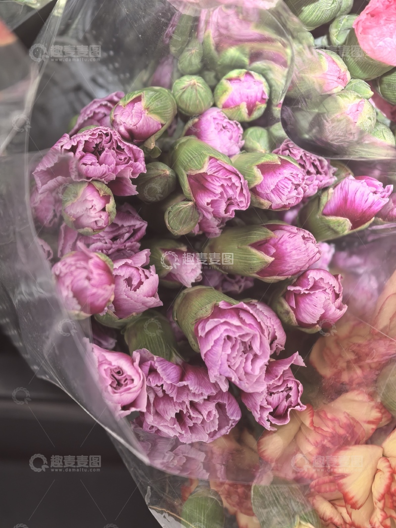 高清大图下载【趣麦麦图】-紫色芍药花束特写摄影