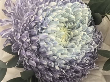 紫色菊花特写花卉摄影