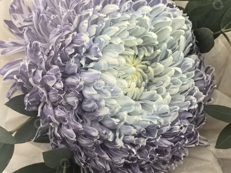 高清大图下载【趣麦麦图】紫色菊花特写花卉摄影