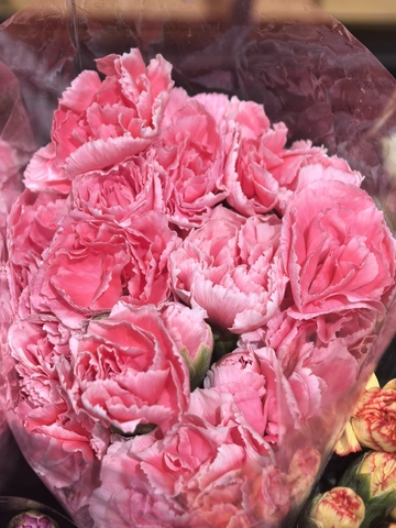 粉色康乃馨花束特写