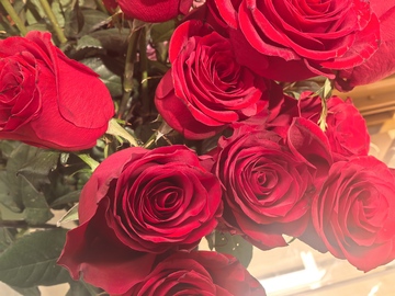 鲜艳红玫瑰花束特写摄影