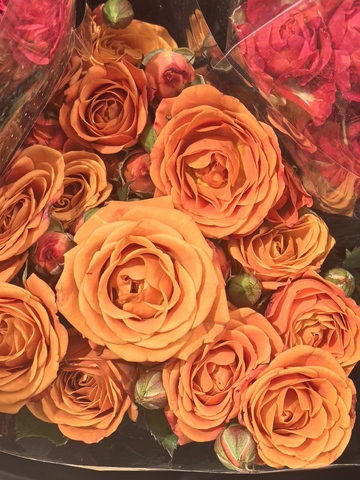 鲜花特写橙色玫瑰