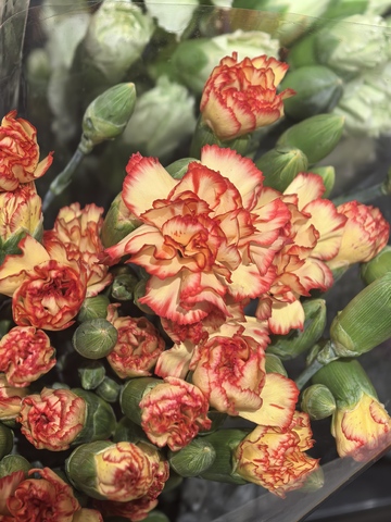 多彩康乃馨鲜花特写摄影