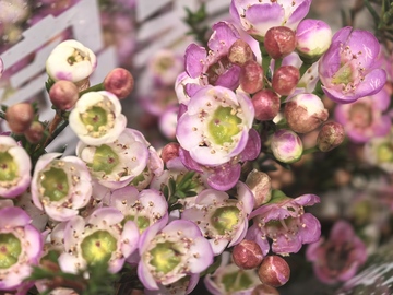 清新淡雅花卉特写摄影