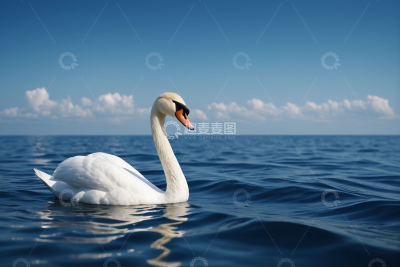高清大图下载【趣麦麦图】海面上的白天鹅
