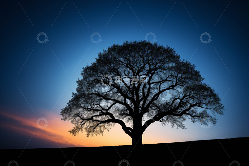 高清大图下载【趣麦麦图】夕阳下孤独的大树剪影