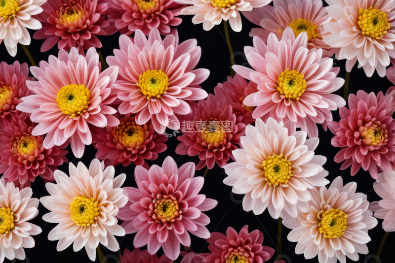 高清大图下载【趣麦麦图】多彩菊花特写素材
