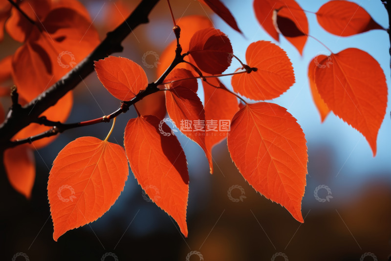 高清大图下载【趣麦麦图】枝头红色秋叶特写