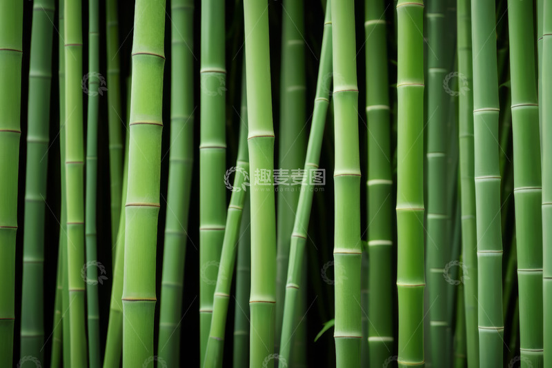 高清大图下载【趣麦麦图】绿色竹林特写素材