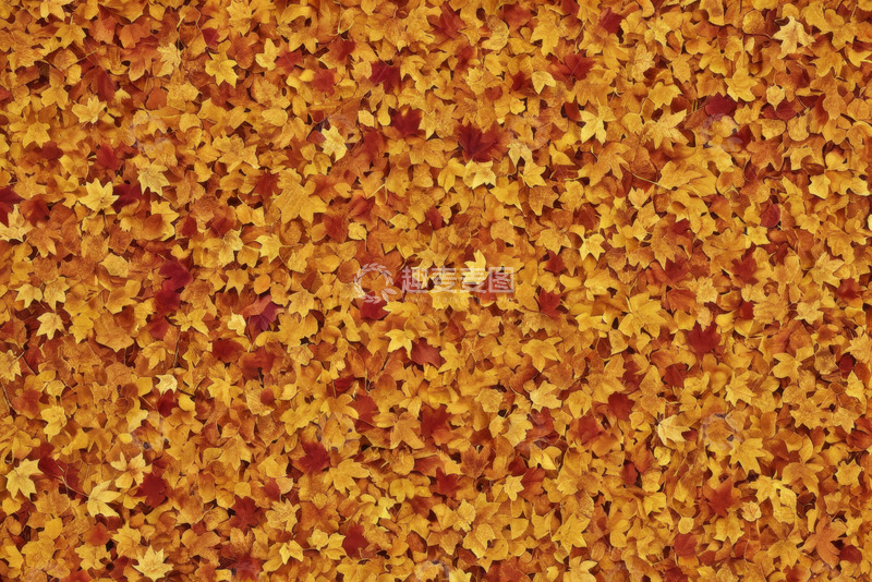 高清大图下载【趣麦麦图】铺满地面的秋季黄色落叶
