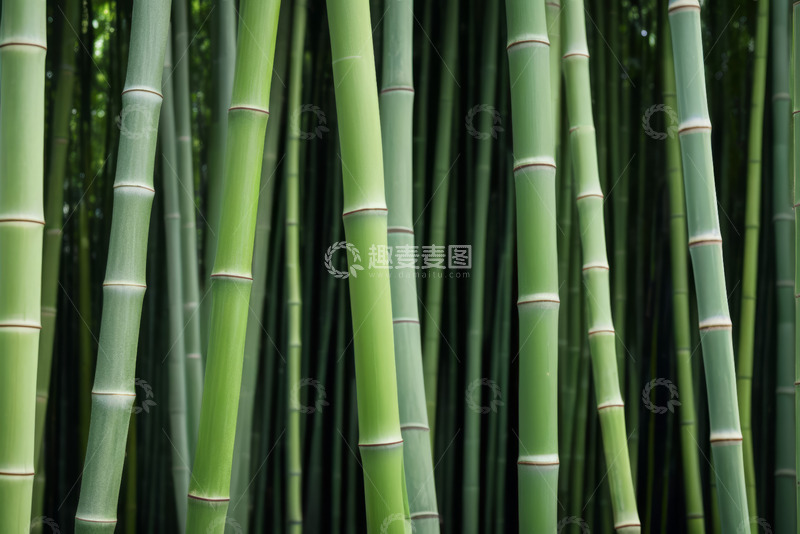 高清大图下载【趣麦麦图】翠绿竹林植物特写