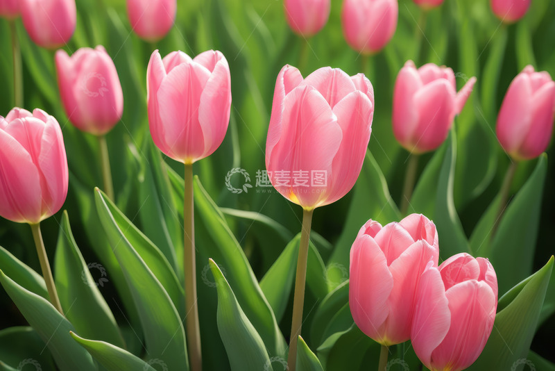 高清大图下载【趣麦麦图】粉色郁金香花卉特写