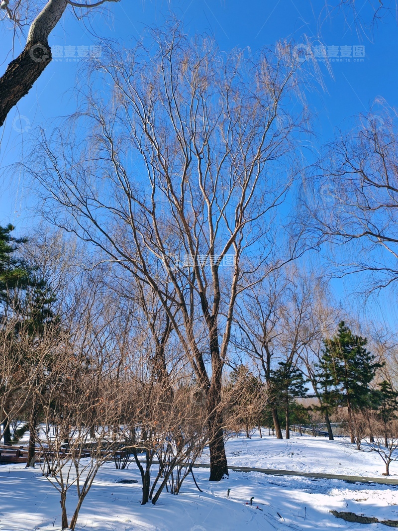 高清大图下载【趣麦麦图】冬日雪景树木风光摄影