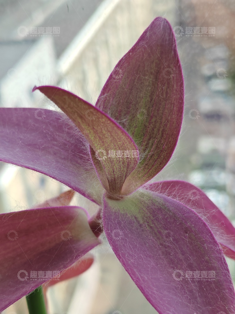 高清大图下载【趣麦麦图】紫兰绽放特写摄影