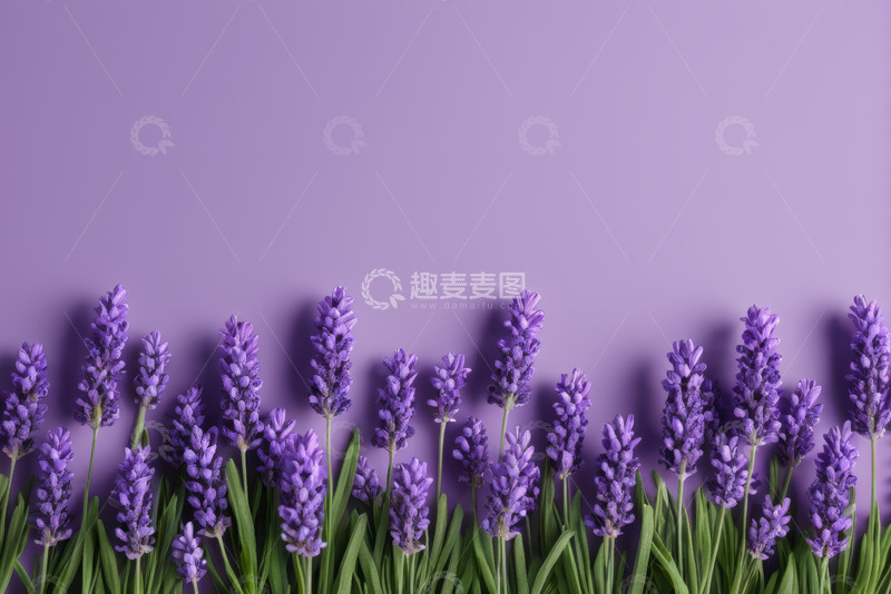 高清大图下载【趣麦麦图】紫色背景上的薰衣草植物