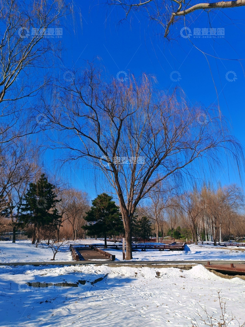 高清大图下载【趣麦麦图】冬日公园雪景树影