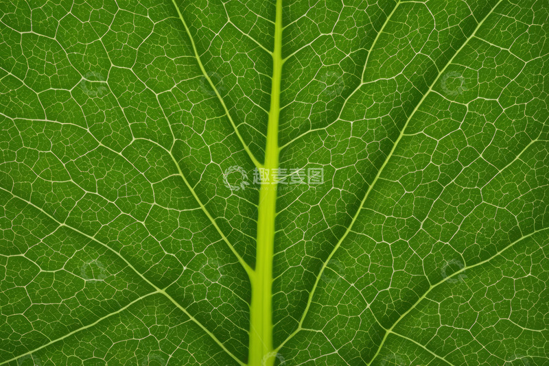 高清大图下载【趣麦麦图】绿色叶片纹理特写